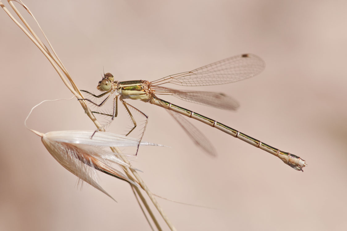 Lestes barbarus
